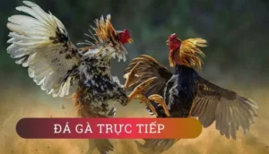Hướng Dẫn Cách Chơi Đá Gà GA28 Tại E2BET Cho Kê Thủ 2 Hướng Dẫn Cách Chơi Đá Gà GA28 Tại E2BET Cho Kê Thủ