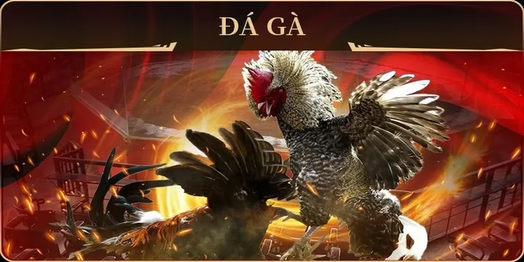 Hướng Dẫn Cách Chơi Đá Gà GA28 Tại E2BET Cho Kê Thủ 2 Hướng Dẫn Cách Chơi Đá Gà GA28 Tại E2BET Cho Kê Thủ