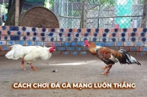 Bật Mí Cách Chơi Đá Gà Sabong Tại E2BET Thắng Lớn Mỗi Ngày 3 Bật Mí Cách Chơi Đá Gà Sabong Tại E2BET Thắng Lớn Mỗi Ngày
