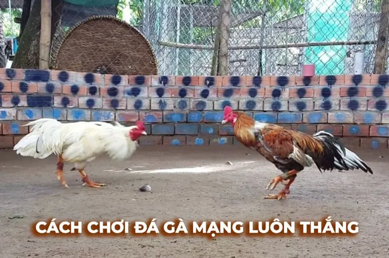 Bật Mí Cách Chơi Đá Gà Sabong Tại E2BET Thắng Lớn Mỗi Ngày 1 Bật Mí Cách Chơi Đá Gà Sabong Tại E2BET Thắng Lớn Mỗi Ngày