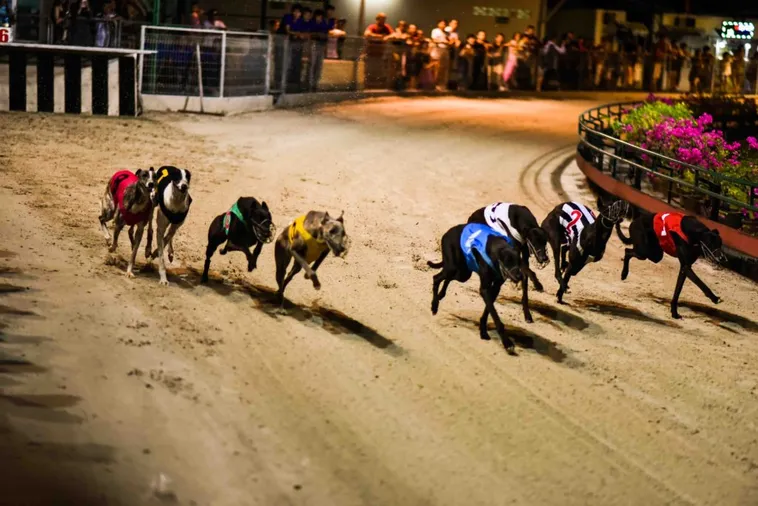 Bật Mí Cách Chơi Game Nhanh Đua Chó Tại E2BET Thắng Lớn 2 Bật Mí Cách Chơi Game Nhanh Đua Chó Tại E2BET Thắng Lớn